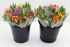 cut tulips 001wmk
